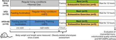 Exercise prevents fatal stress-induced myocardial injury in obese mice